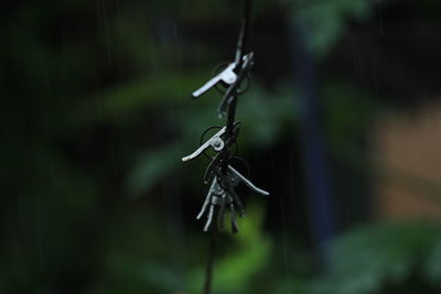 Group of color and stainless steel clips hang on the rope without clothes