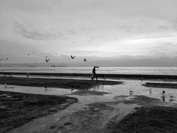 Birds flying over beach