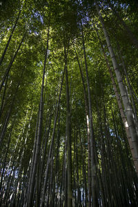 Low angle view of bamboo trees in forest