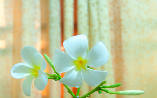 Close-up of white flowering plant