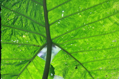 Full frame shot of wet leaf