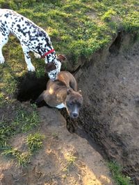 Dog on grassy field