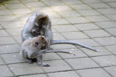 High angle view of monkeys in the city