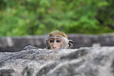 Close-up portrait of a dog hiding behind rock