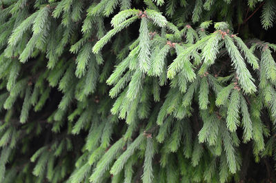 Close-up of pine tree