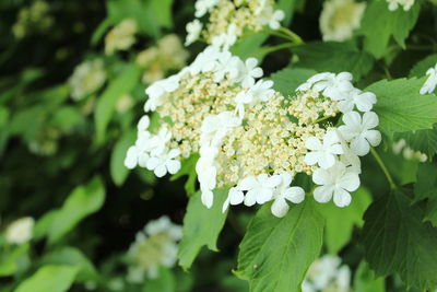 Close-up of white flowering plant
