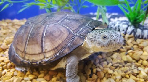 Close-up of turtle in sea