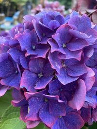 Close-up of purple hydrangea flowers