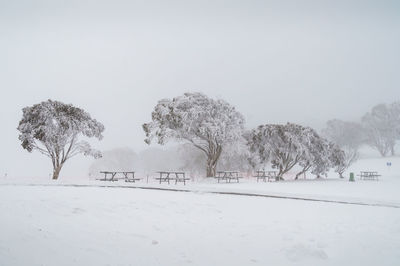 Trees on snow covered field against sky