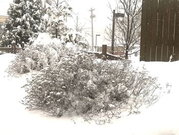 Snow covered plants in park