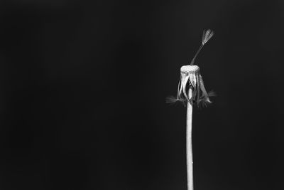 Close-up of white flowers against black background