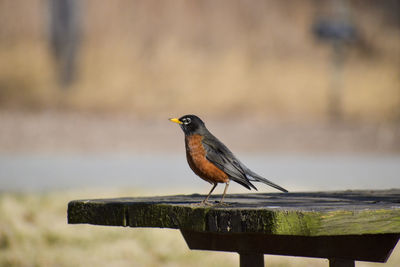 Close-up of bird perching on wooden post