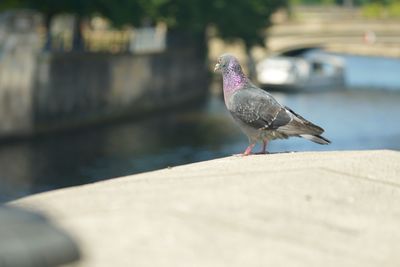 Seagull perching on retaining wall