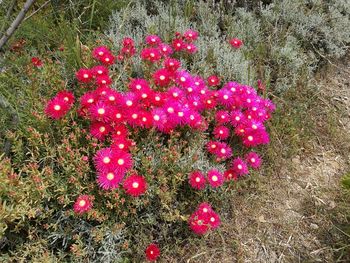 Full frame shot of red flowers