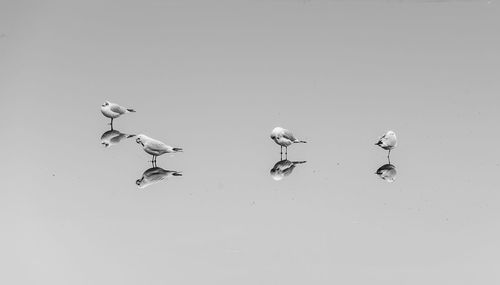 Low angle view of birds flying in sky