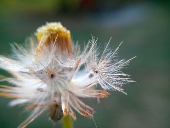 Close-up of dandelion flower