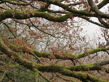 Low angle view of tree against sky