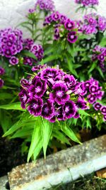 Close-up of purple flowers blooming outdoors