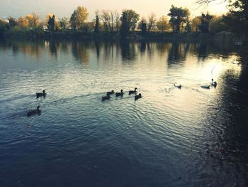 Ducks swimming in lake