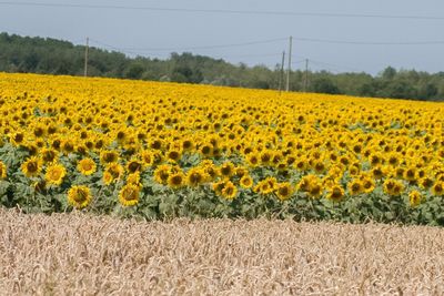 Sunflower field against sky