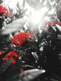 Close-up of red flowering plant