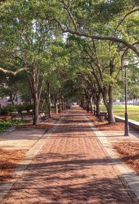 Footpath amidst trees in park