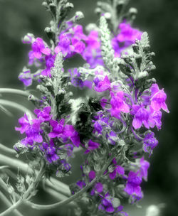 Close-up of insect on purple flowering plant