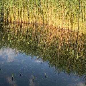 Scenic view of lake