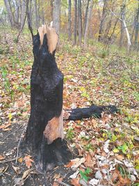 Sunlight falling on dry leaves on tree stump in forest