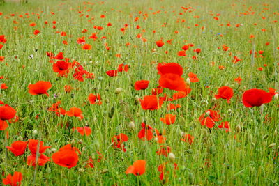 Red poppy flowers growing in field