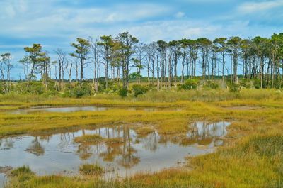 Scenic view of lake in forest against sky