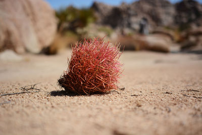 Close-up of red berries on sand