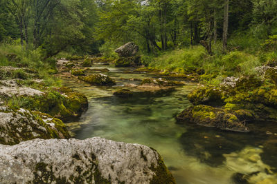 Scenic view of river flowing through forest