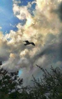 Low angle view of silhouette bird flying in sky