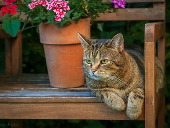 Cat relaxing by potted plant on chair