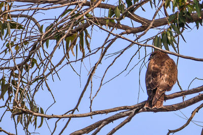 Low angle view of bird perching on tree against sky