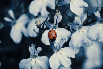 Close-up of ladybug on flower