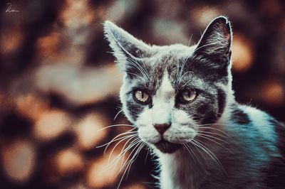 Close-up portrait of a cat