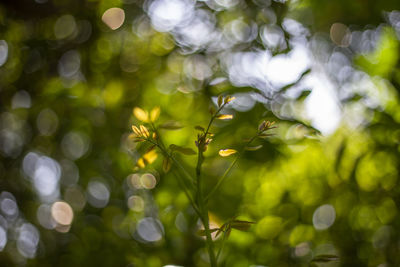 Close-up of flowering plant