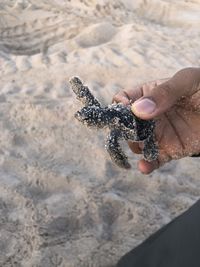 Person holding umbrella on beach