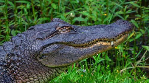 Close-up of lizard on grass