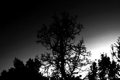 Low angle view of silhouette tree against sky at night