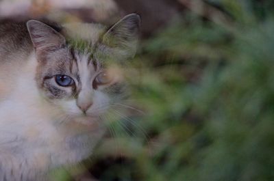 Close-up portrait of a cat