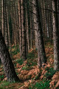 Trees in forest