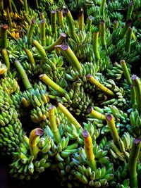 High angle view of vegetables for sale