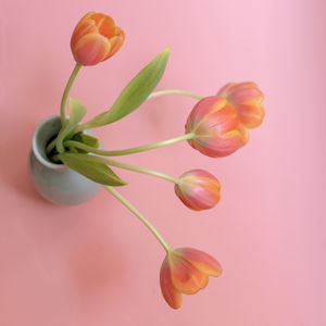 Close-up of pink tulips