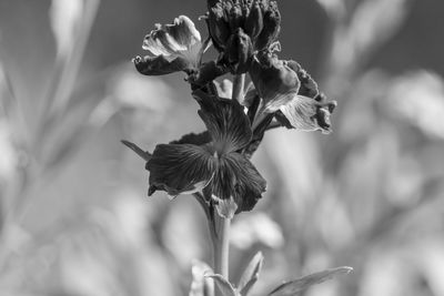 Close-up of wilted flower