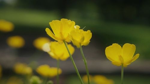 Close-up of yellow flowering plant in field