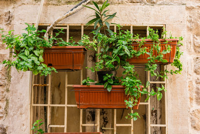 plant