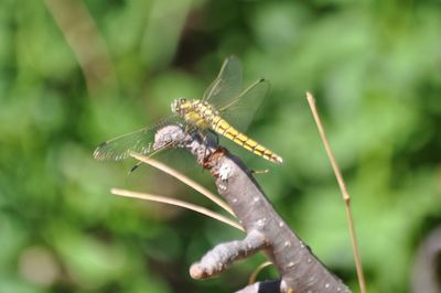 Close-up of an animal